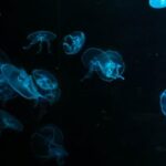 17273期体育彩票开奖结果查询与最新中奖号码公布 4ig1772